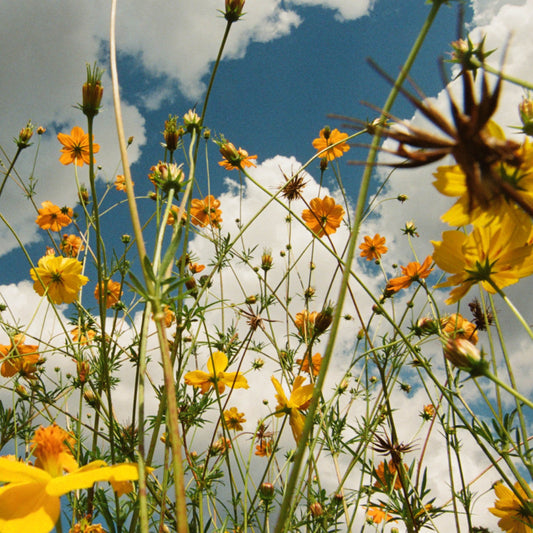 Tasha - You are Spring! - yellow wildflower vinyl LP